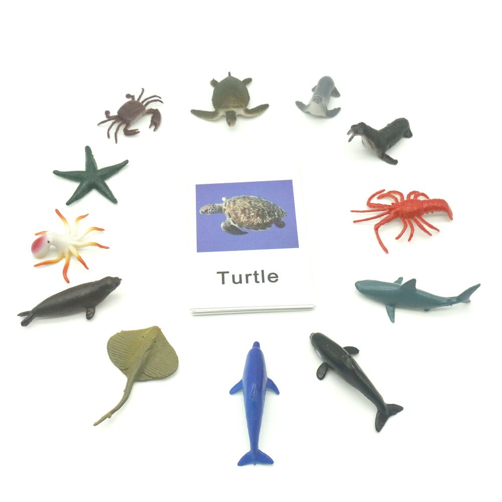 Animal Identification Activity