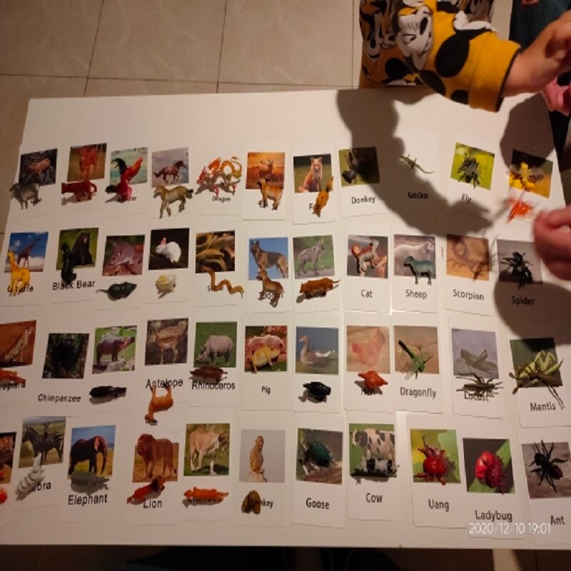 Animal Identification Activity