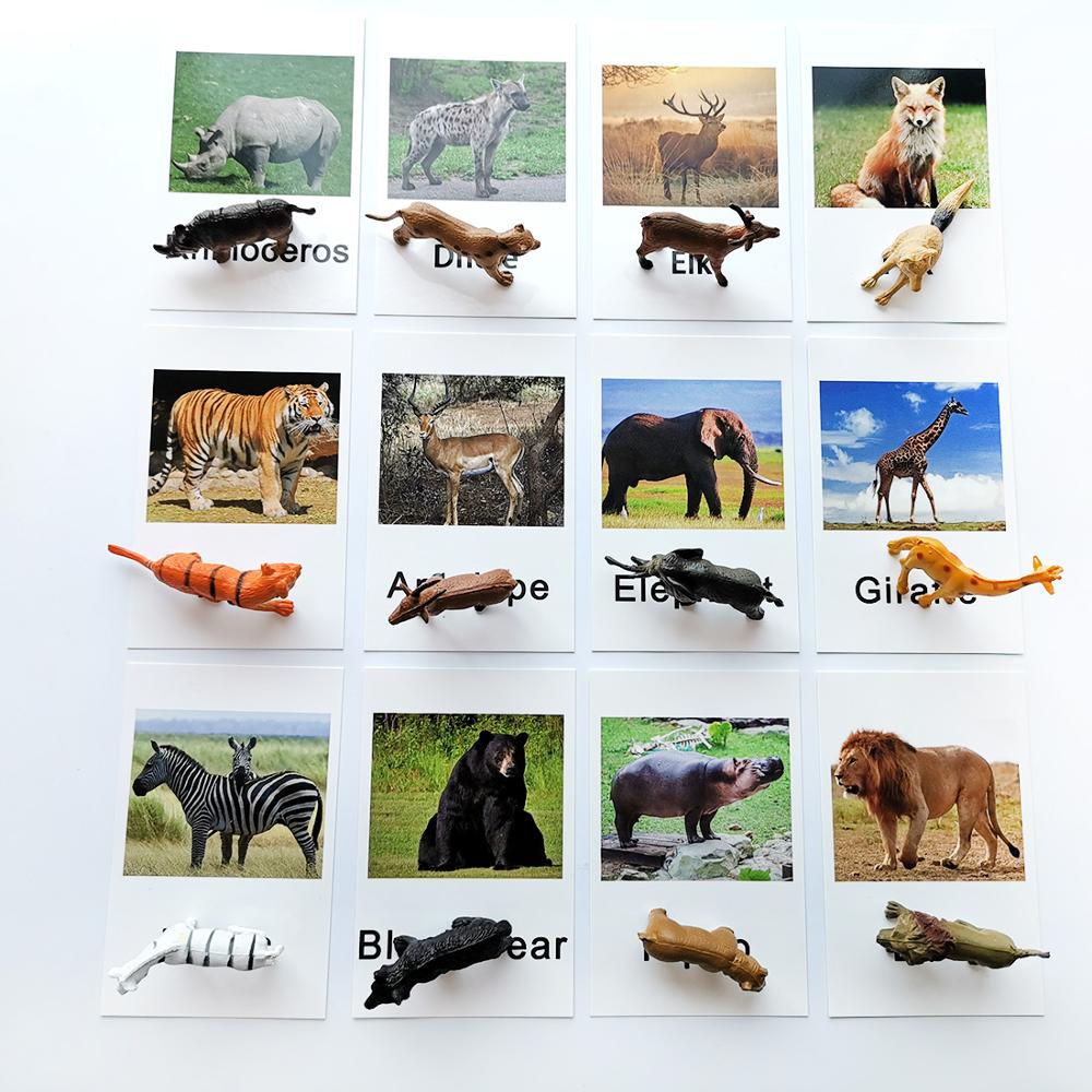 Animal Identification Activity