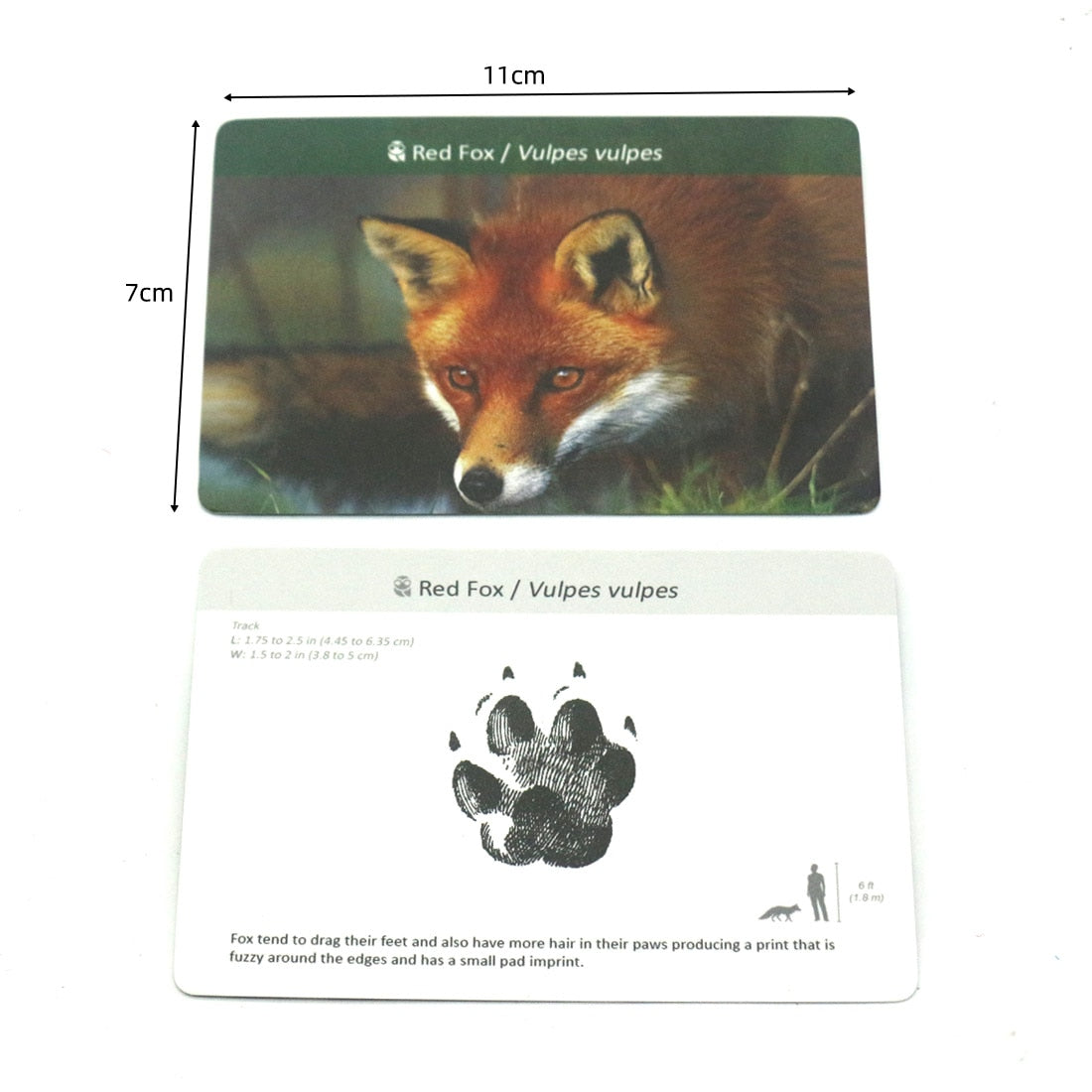 Montessori Memory Game: Flash Cards Animal Footprints