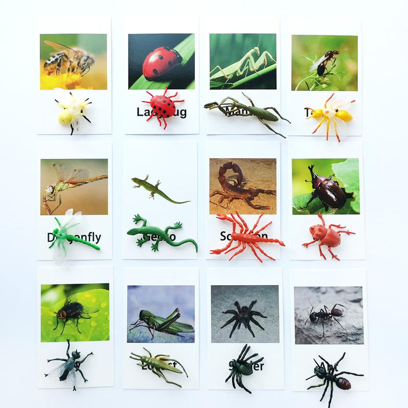 Animal Identification Activity