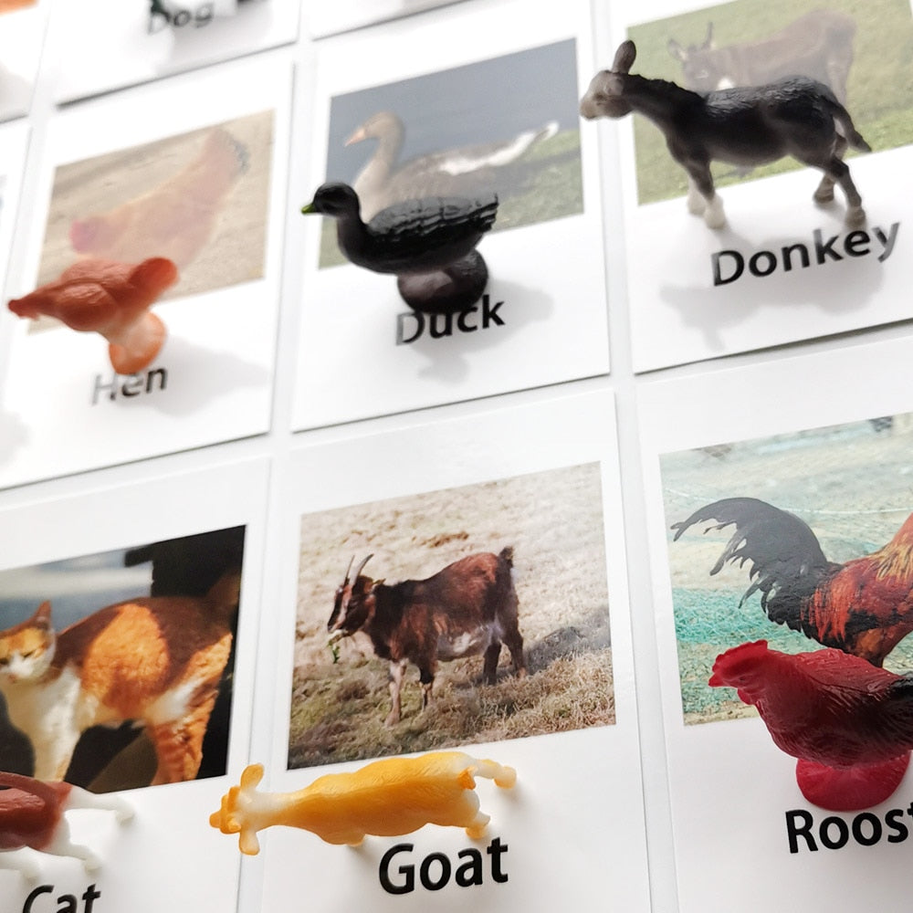 Animal Identification Activity