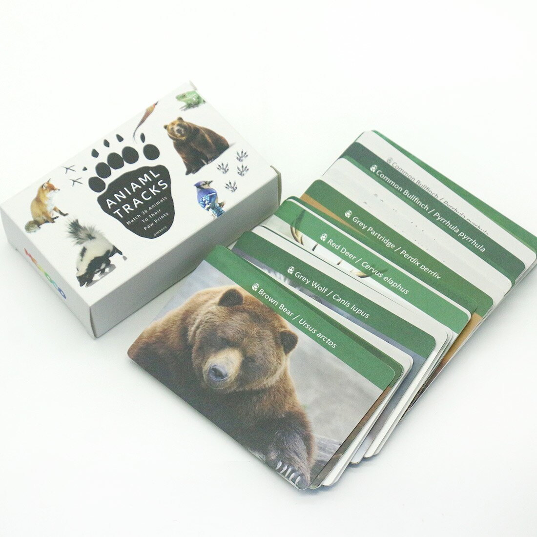 Animal Identification Activity