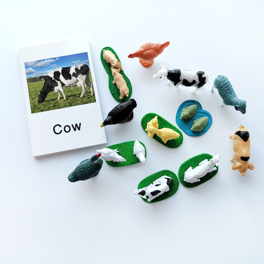 Animal Identification Activity