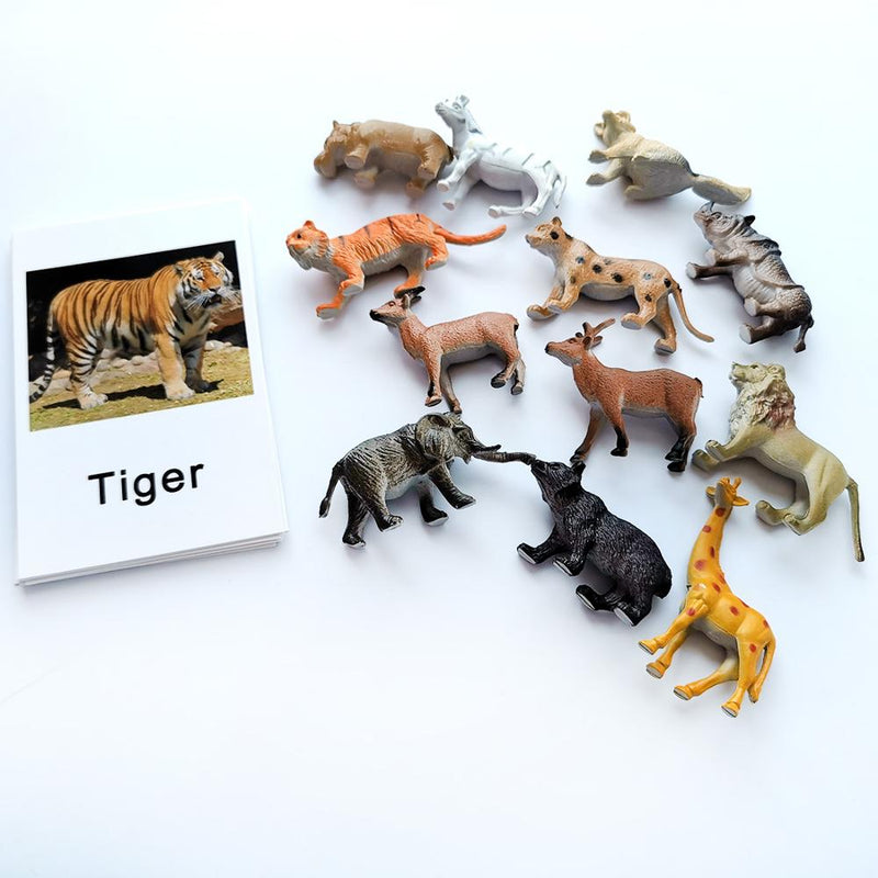 Animal Identification Activity