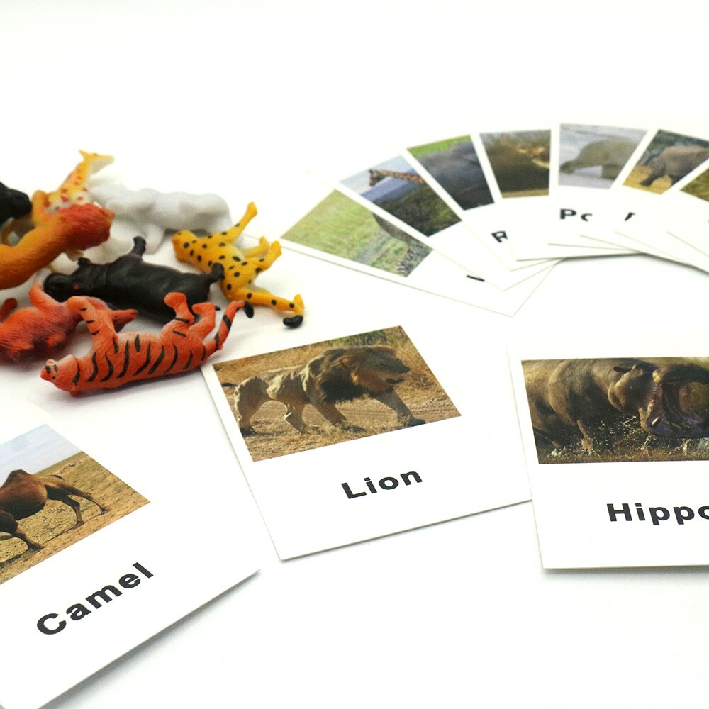 Animal Identification Activity