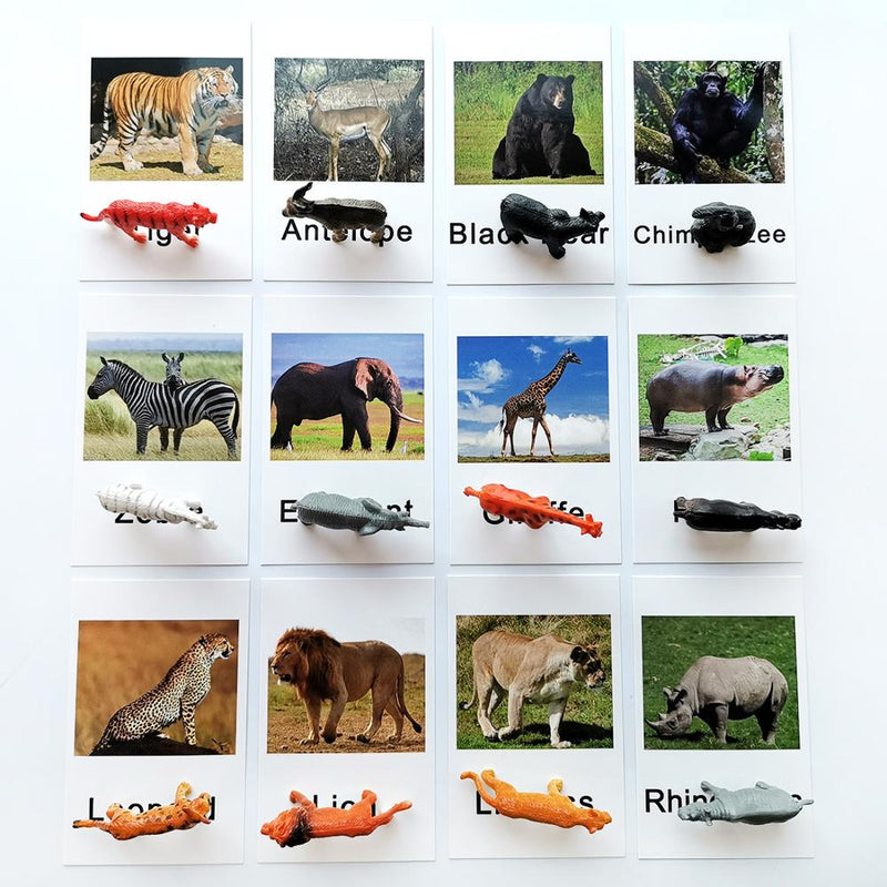 Animal Identification Activity
