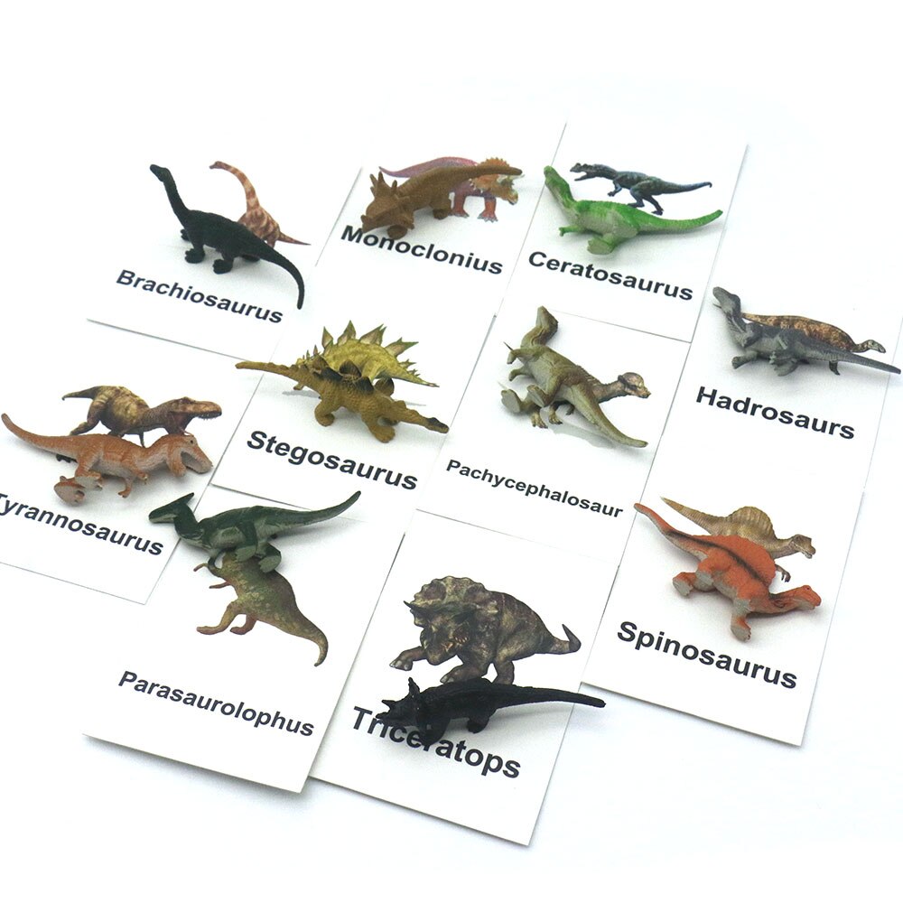 Animal Identification Activity