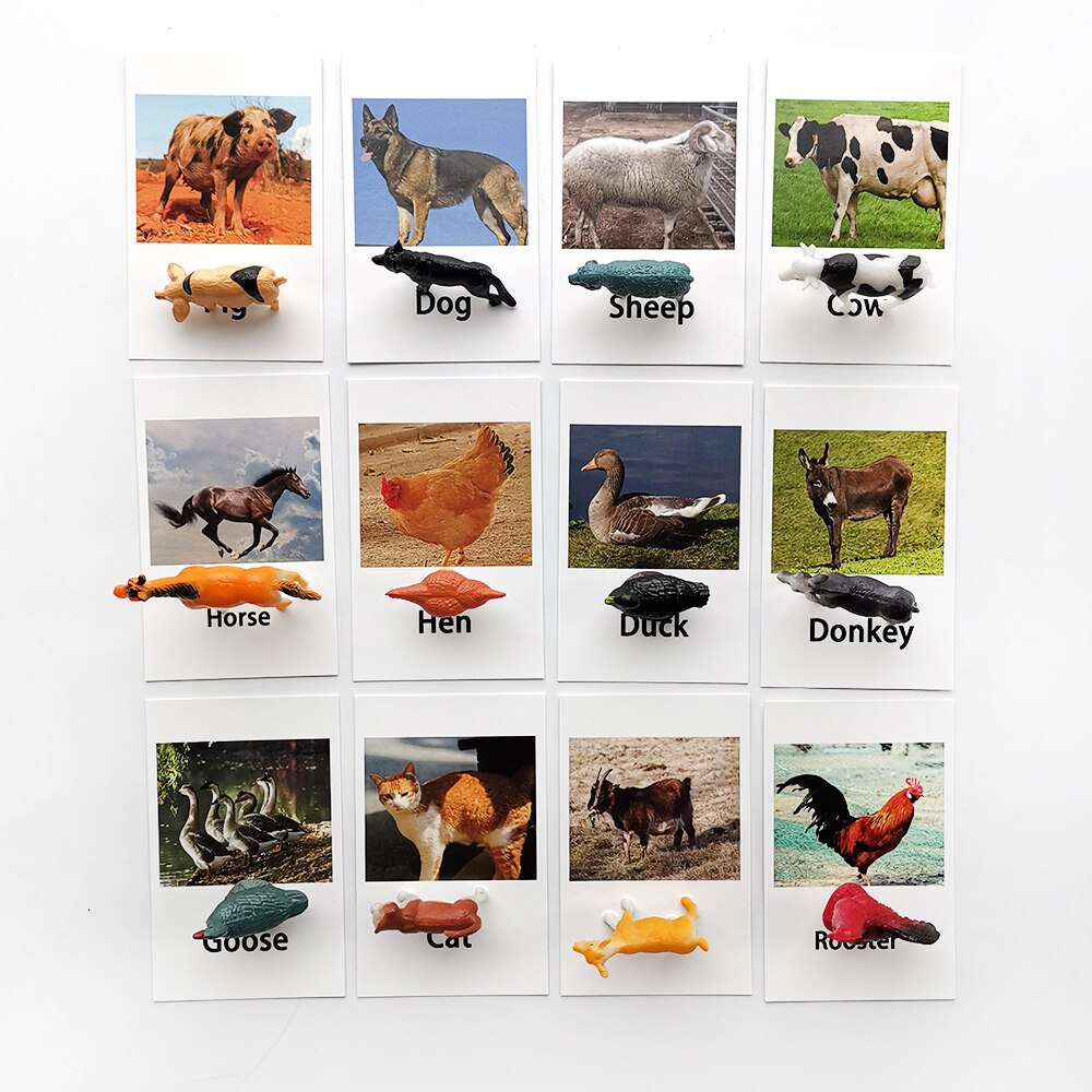 Animal Identification Activity