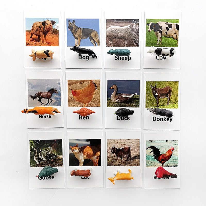 Animal Identification Activity