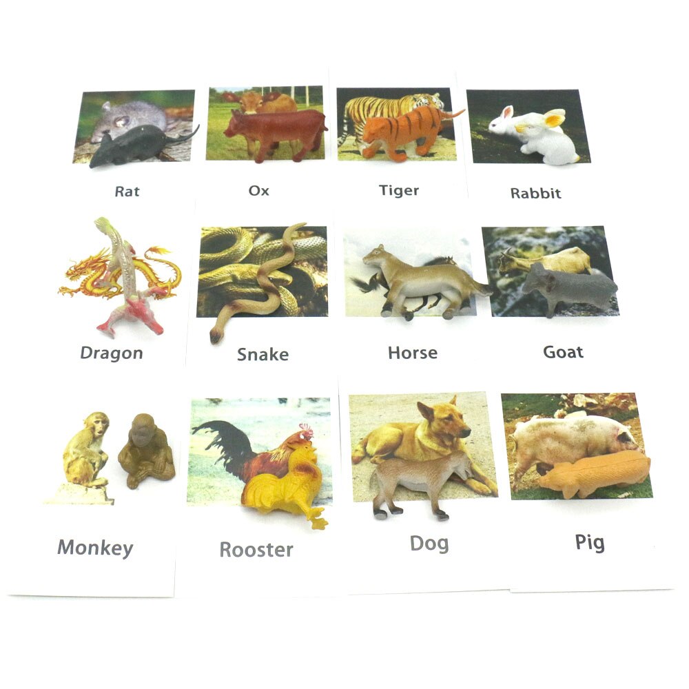 Animal Identification Activity