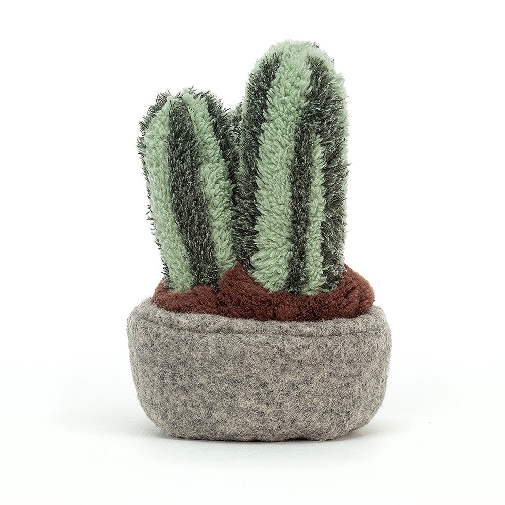 Silly Columnar Cactus 15cm