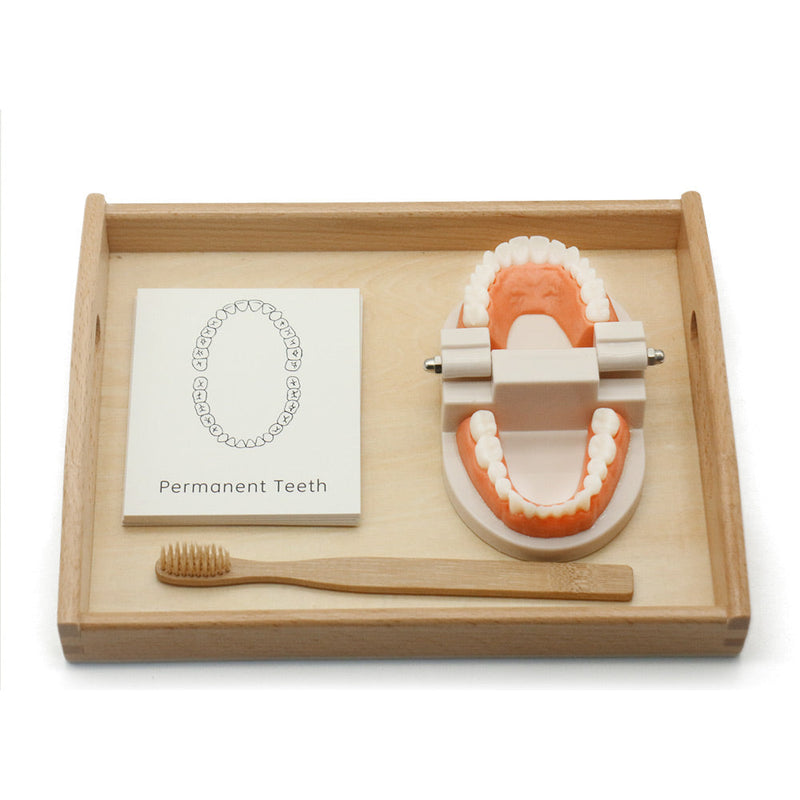 Practical Life Teeth Cleaning Toy