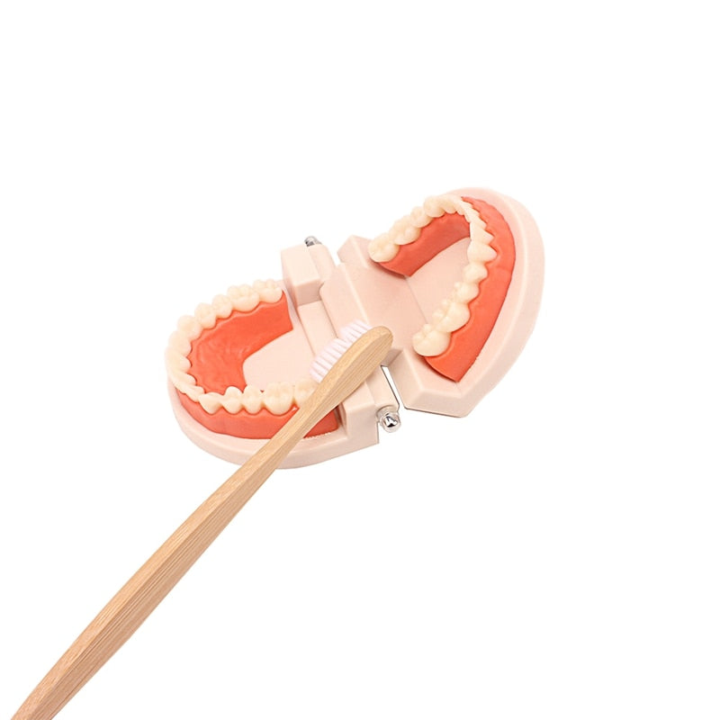 Practical Life Teeth Cleaning Toy