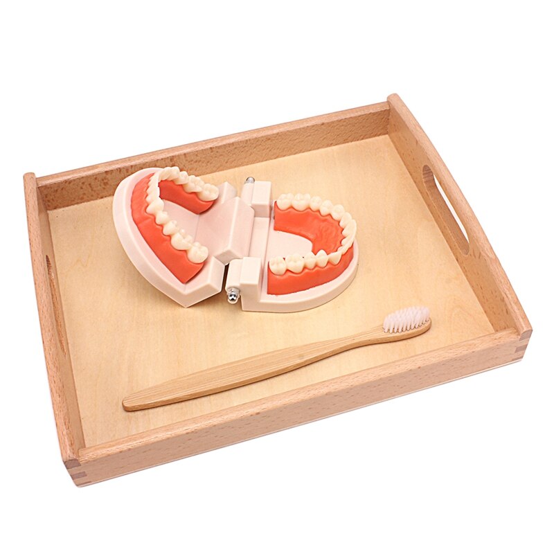Practical Life Teeth Cleaning Toy