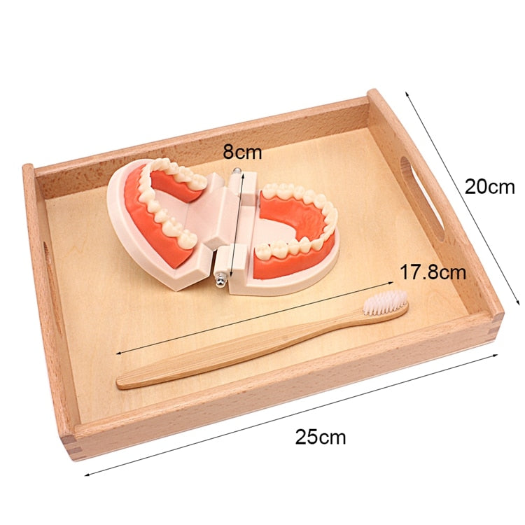 Practical Life Teeth Cleaning Toy